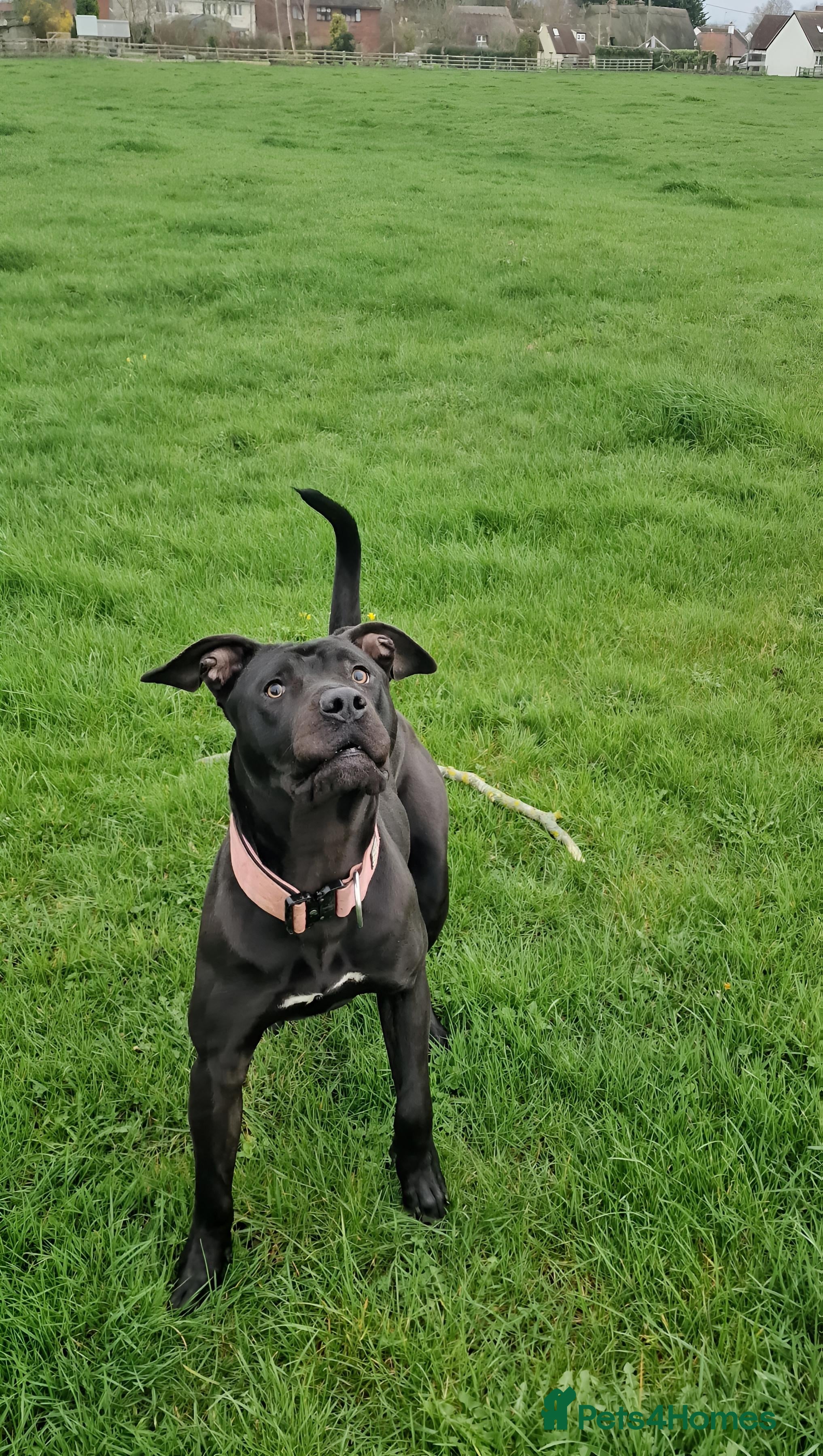 Presa Canario dogs Female presa canario fci registered  - Advert 15