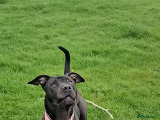 Presa Canario dogs Female presa canario fci registered - Advert 15