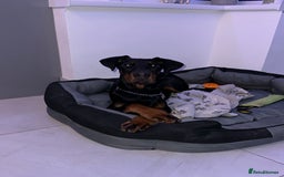 Dobermann dogs for sale: Pregnancy Confirmed - European Doberman Puppies - Image 15