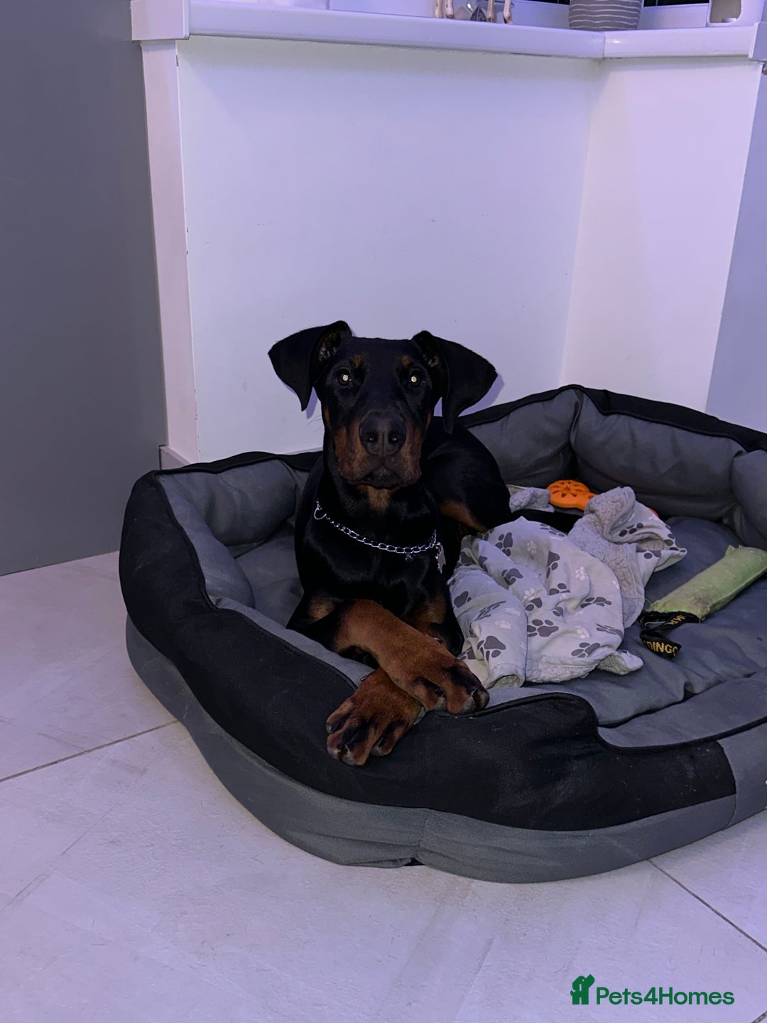 Dobermann dogs for sale: Pregnancy Confirmed - European Doberman Puppies - Image 15