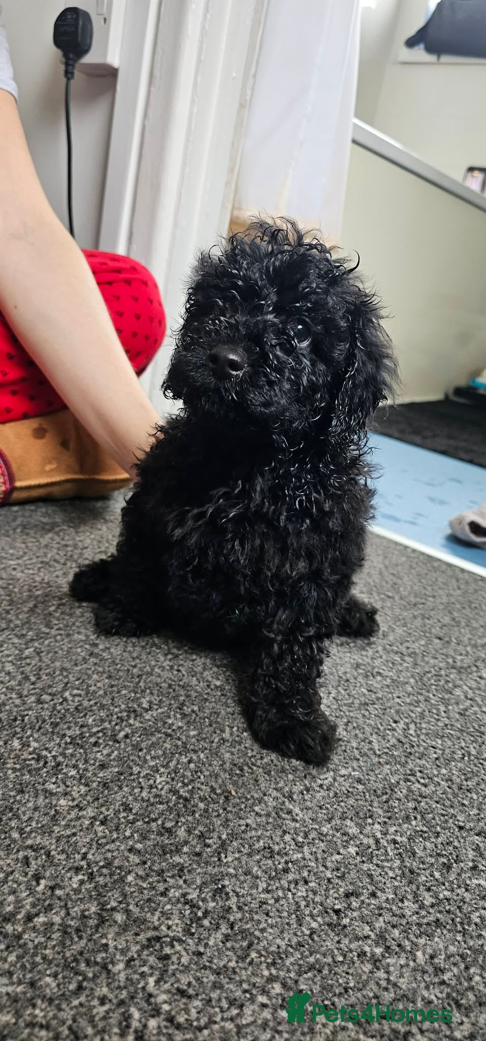 Cavapoo dogs F1b cavapoos ready to leave  - Advert 4