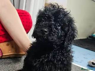 Cavapoo dogs F1b cavapoos ready to leave - Advert 4