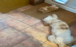Mixed Breed cats for sale: Beautiful ginger boy kitten - Image 4