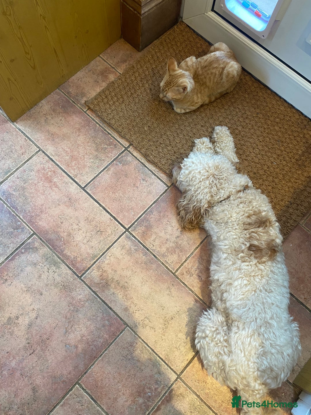 Mixed Breed cats for sale: Beautiful ginger boy kitten - Image 4