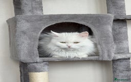 Persian cats for sale: Fluffy indoor kittens-Persian&Main Coon cross  - Image 12