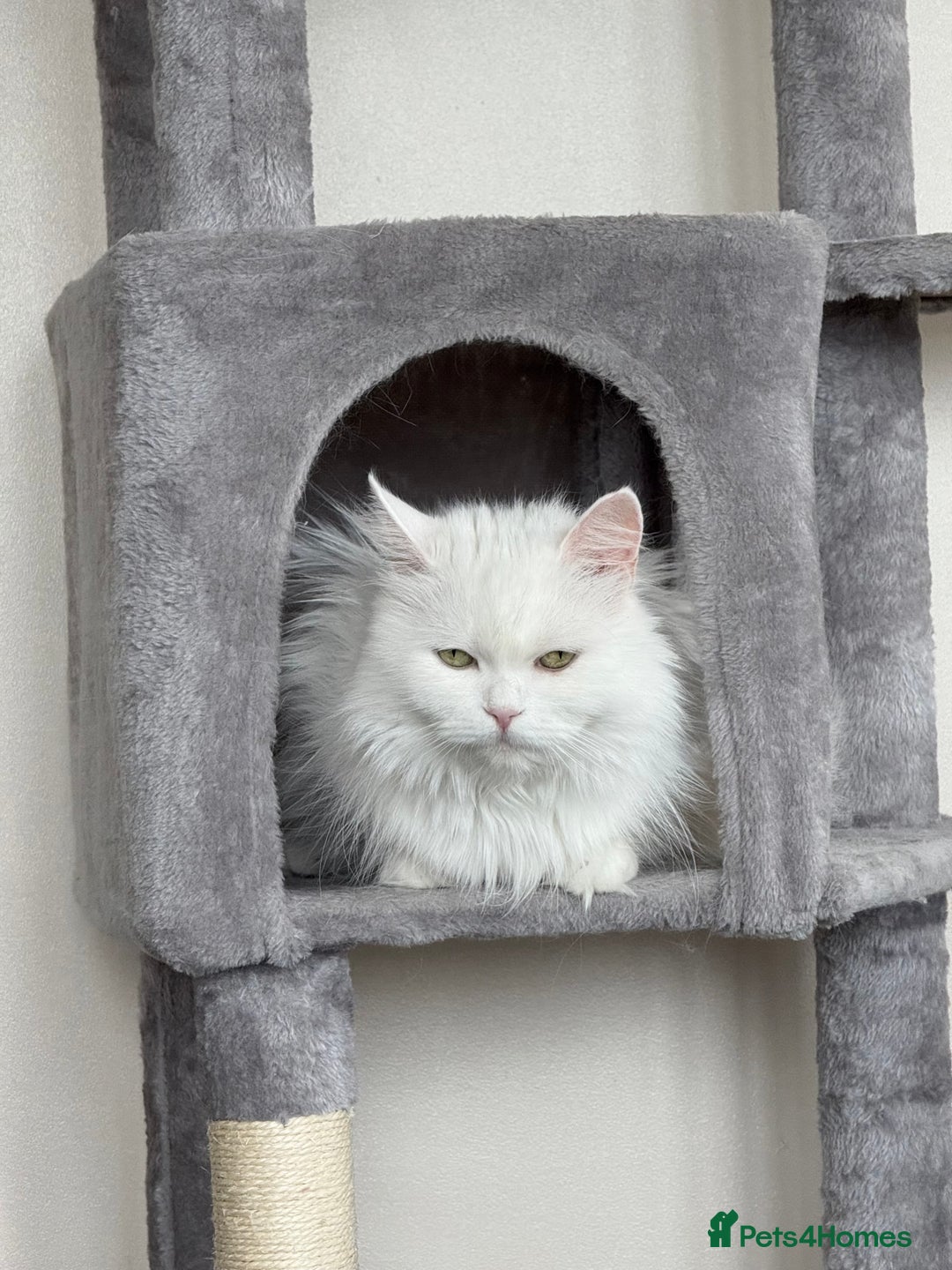 Persian cats for sale: Fluffy indoor kittens-Persian&Main Coon cross  - Image 12