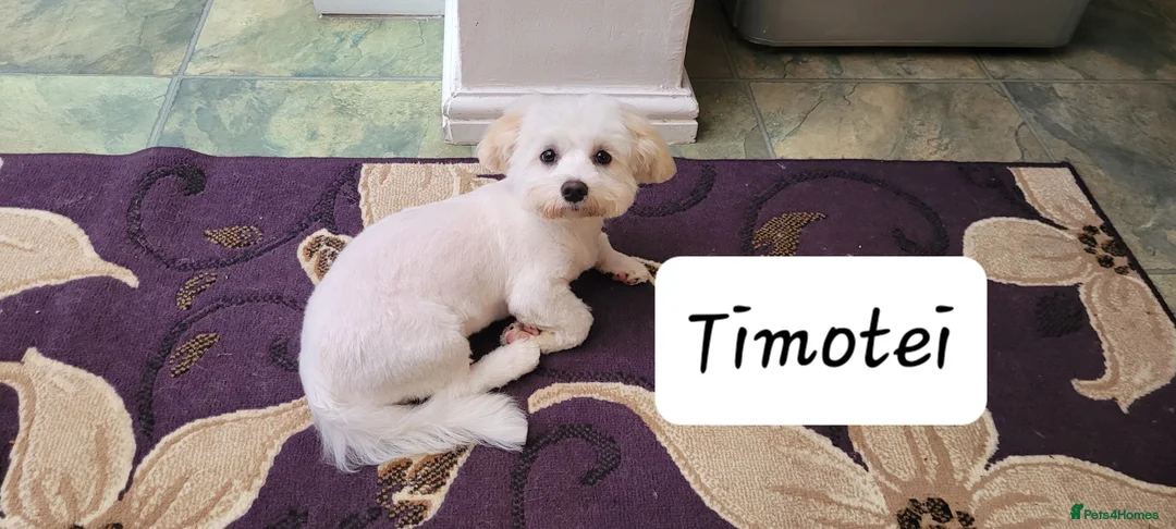 Mixed Breed dogs for sale: Mixed breed bichon and border terrier - Advert 5