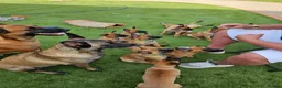 Belgian Shepherd Dog dogs for sale: 2 Belgian Malinois female pups - Advert 4