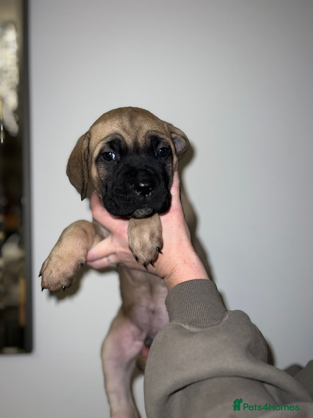 Cane Corso dogs for sale: Cane Corso puppies family reared no expense spared - Advert 19