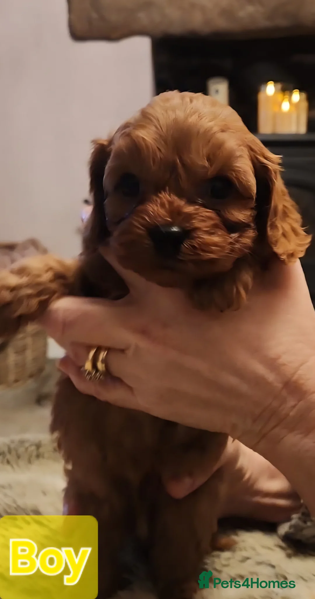 Cavapoo dogs for sale: Cavapoo puppies  - Advert 8