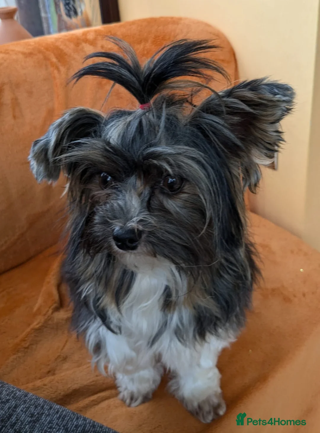 Yorkshire Terrier dogs for stud: Purebred BiewerTerrier/ColourfulYorkie Proven Stud in Merthyr Tydfil - Advert 28