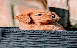 Mixed Breed dogs for sale: 💜💛🧡 PREMIUM CAVAPOOS READY TO GO 💜💛🧡 - Image 5