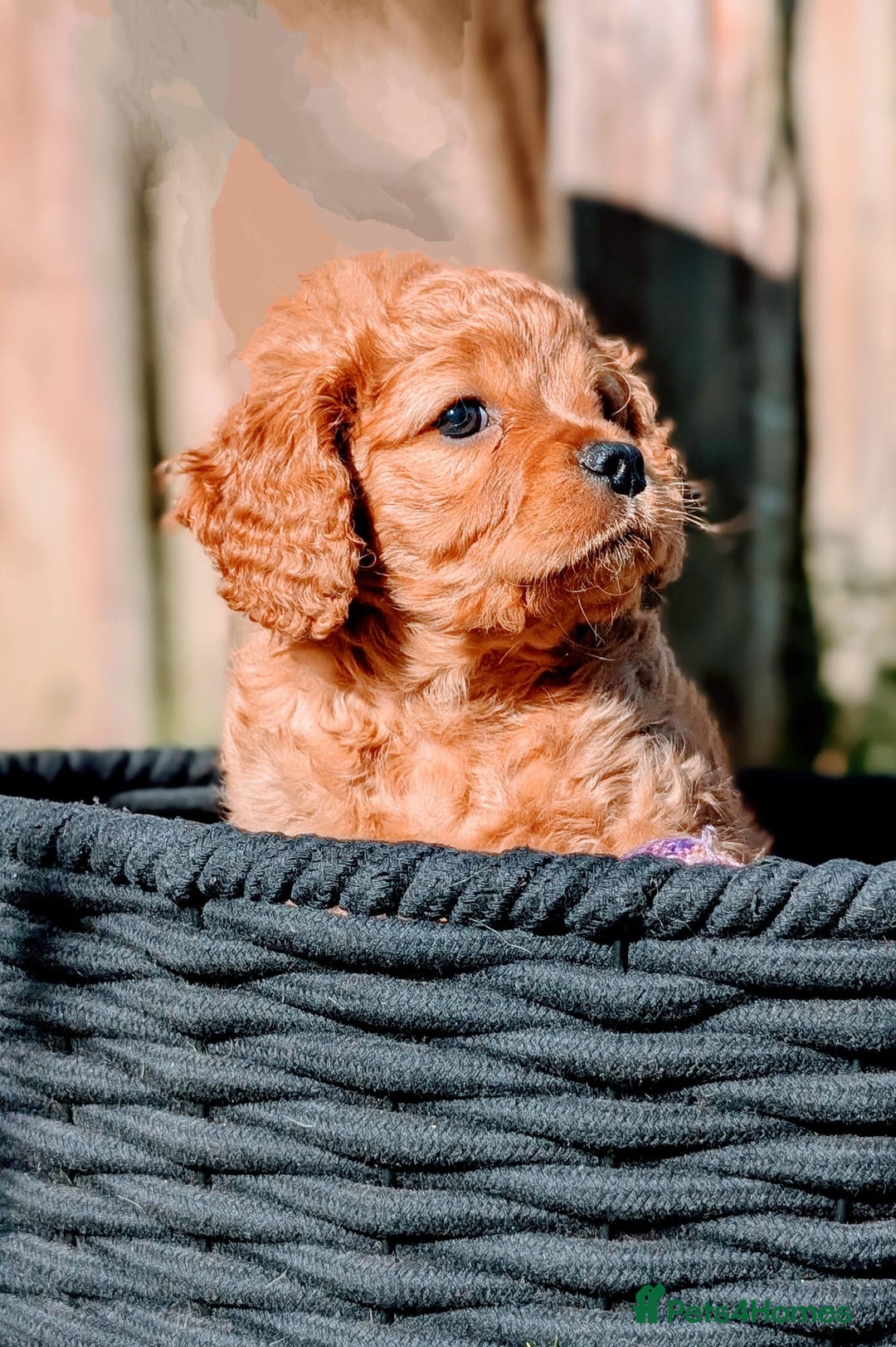 Mixed Breed dogs for sale: 💜💛🧡 PREMIUM CAVAPOOS READY TO GO 💜💛🧡 - Image 5
