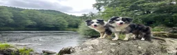 Border Collie dogs for sale: Beautiful health tested border collies - Advert 3