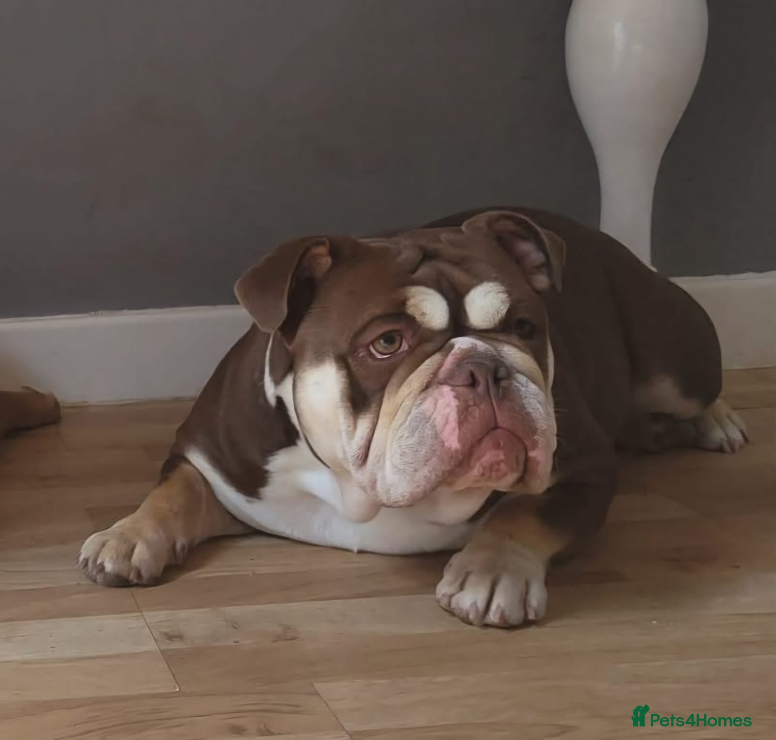 English Bulldog dogs Gorgeous Muffin Looking For Forever Home - Advert 3