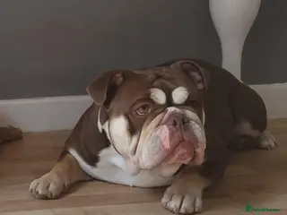 English Bulldog dogs Gorgeous Muffin Looking For Forever Home - Advert 1