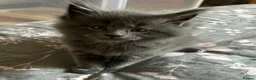 Maine Coon cats for sale: GCCF Blue and Silver Registered Maine Coon Kittens - Advert 22