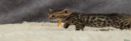 Bengal cats for sale: 🔥Stunning Bengals for reservation only 2 left🔥 - Advert 15