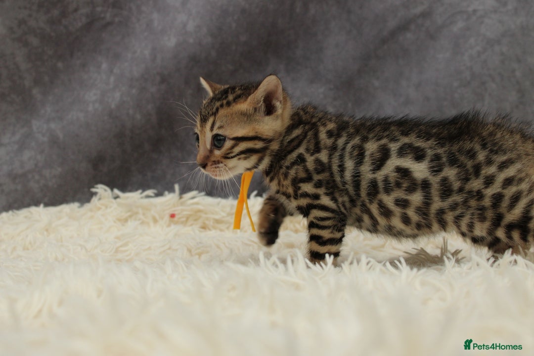 Bengal cats for sale: 🔥Stunning Bengals ready for reservation🔥 - Image 15