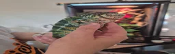 Chameleon reptiles for sale: Chameleon & Fully Set-Up Terrarium  in Birmingham - Advert 7