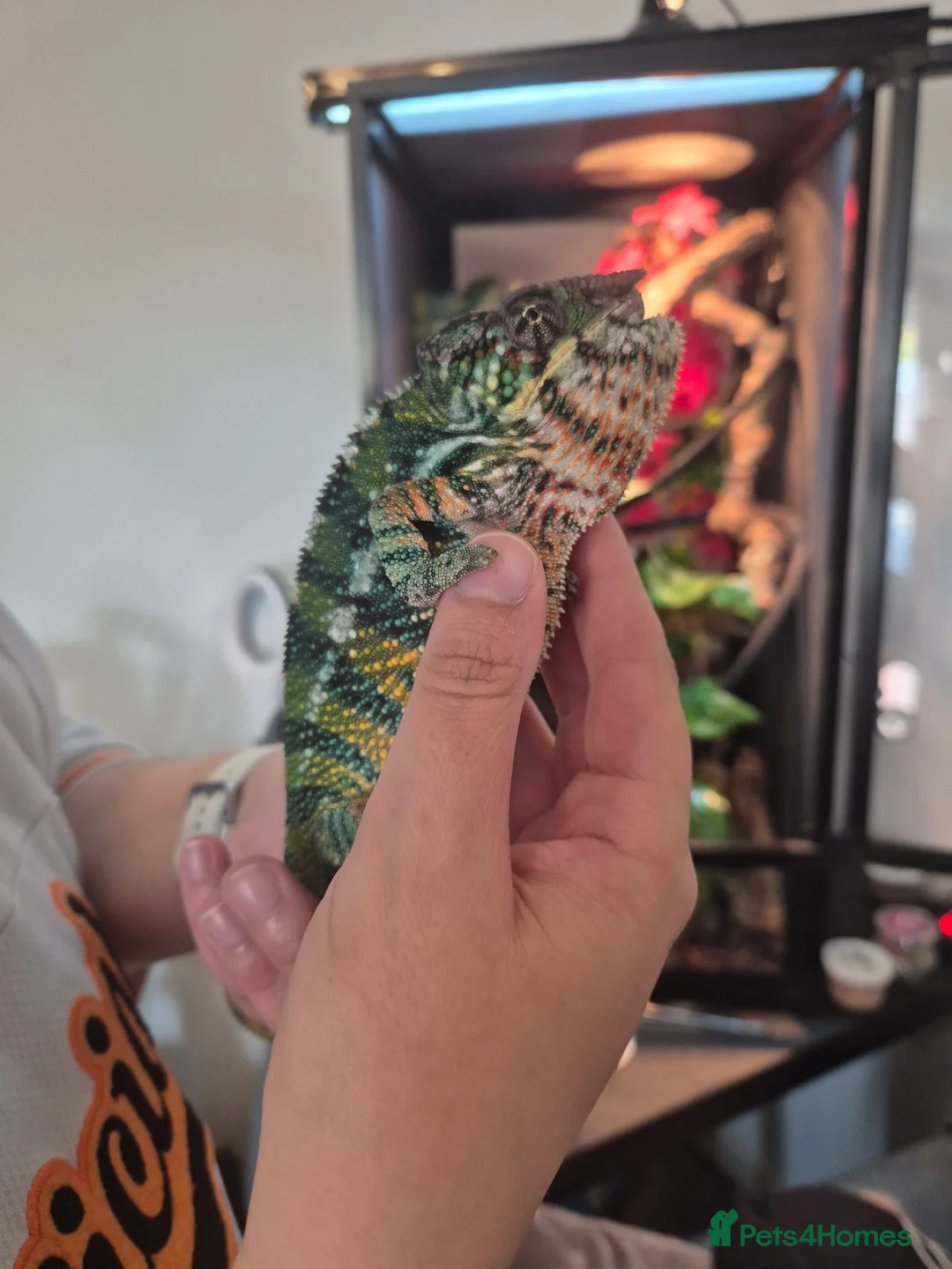 Chameleon reptiles for sale: Chameleon & Fully Set-Up Terrarium  in Birmingham - Advert 7