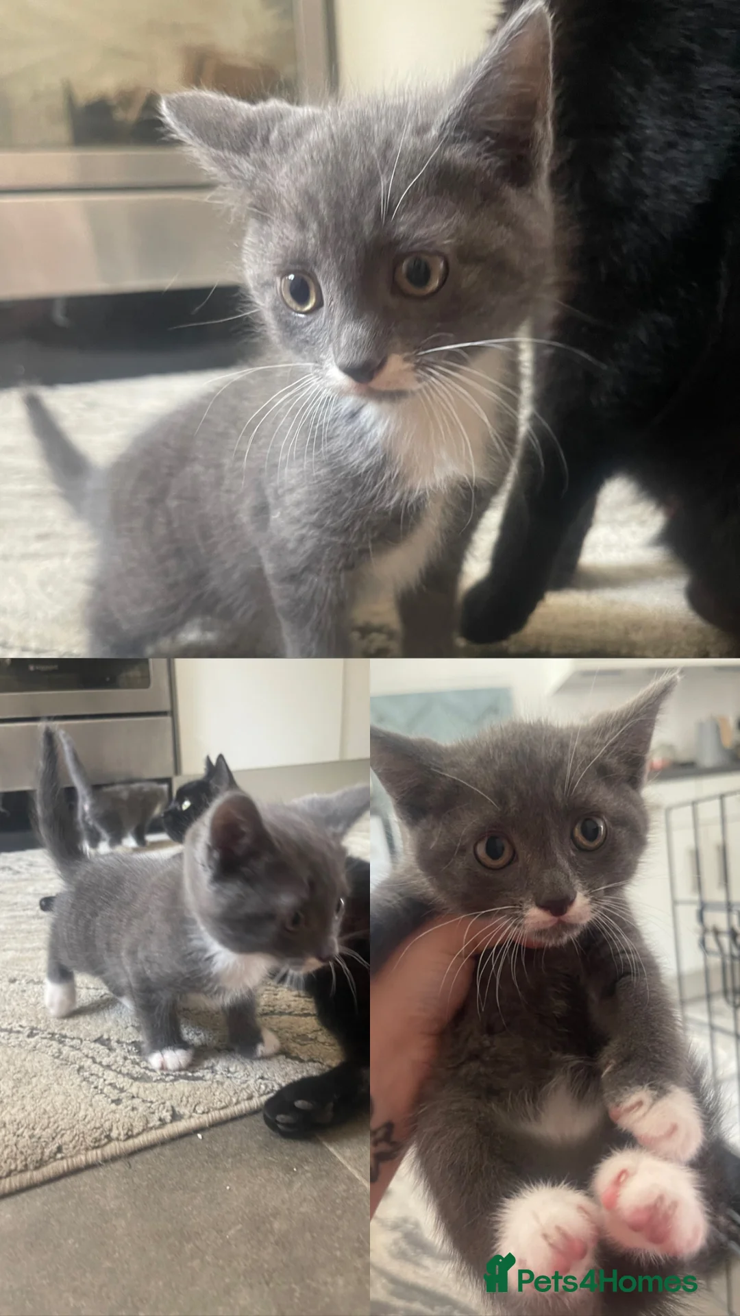 British Shorthair cats for sale: Beautiful kittens - two grey and one black - Advert 2