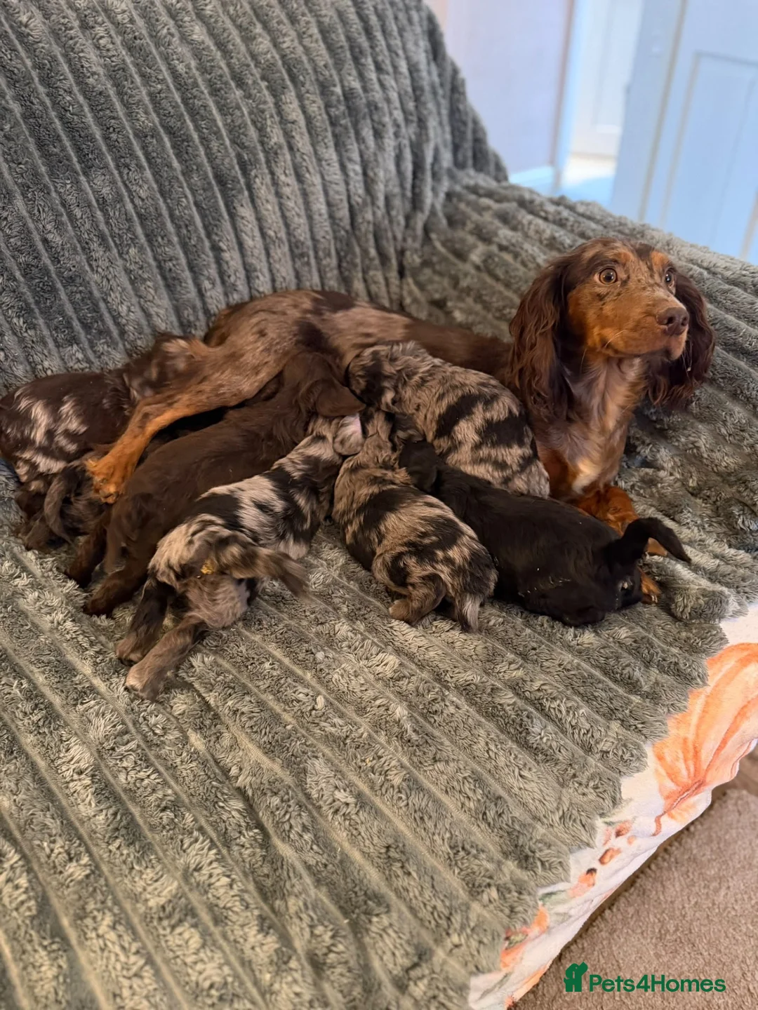 Cockapoo dogs for sale: Beautiful Merle cockapoo puppies  - Advert 13