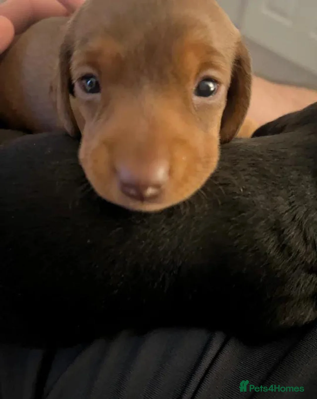 Dachshund dogs for sale: A stunning litter of 2 female Dachshunds in Leeds - Advert 5