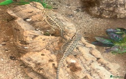 Bearded Dragon reptiles for sale: bearded dragon babies  - Image 5