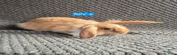 Mini Lion Lop rabbits for sale: Mini Lion Lop Bunnies - Advert 5