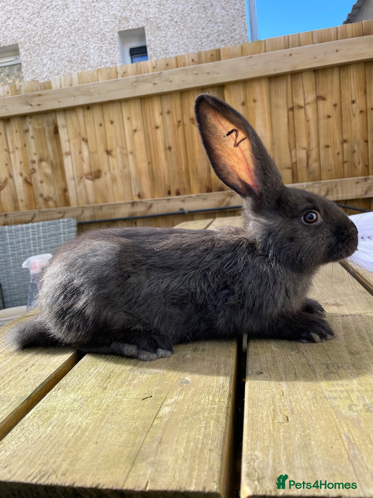 Continental Giant rabbits 💖  8 week old continental giants 💖 - Advert 21