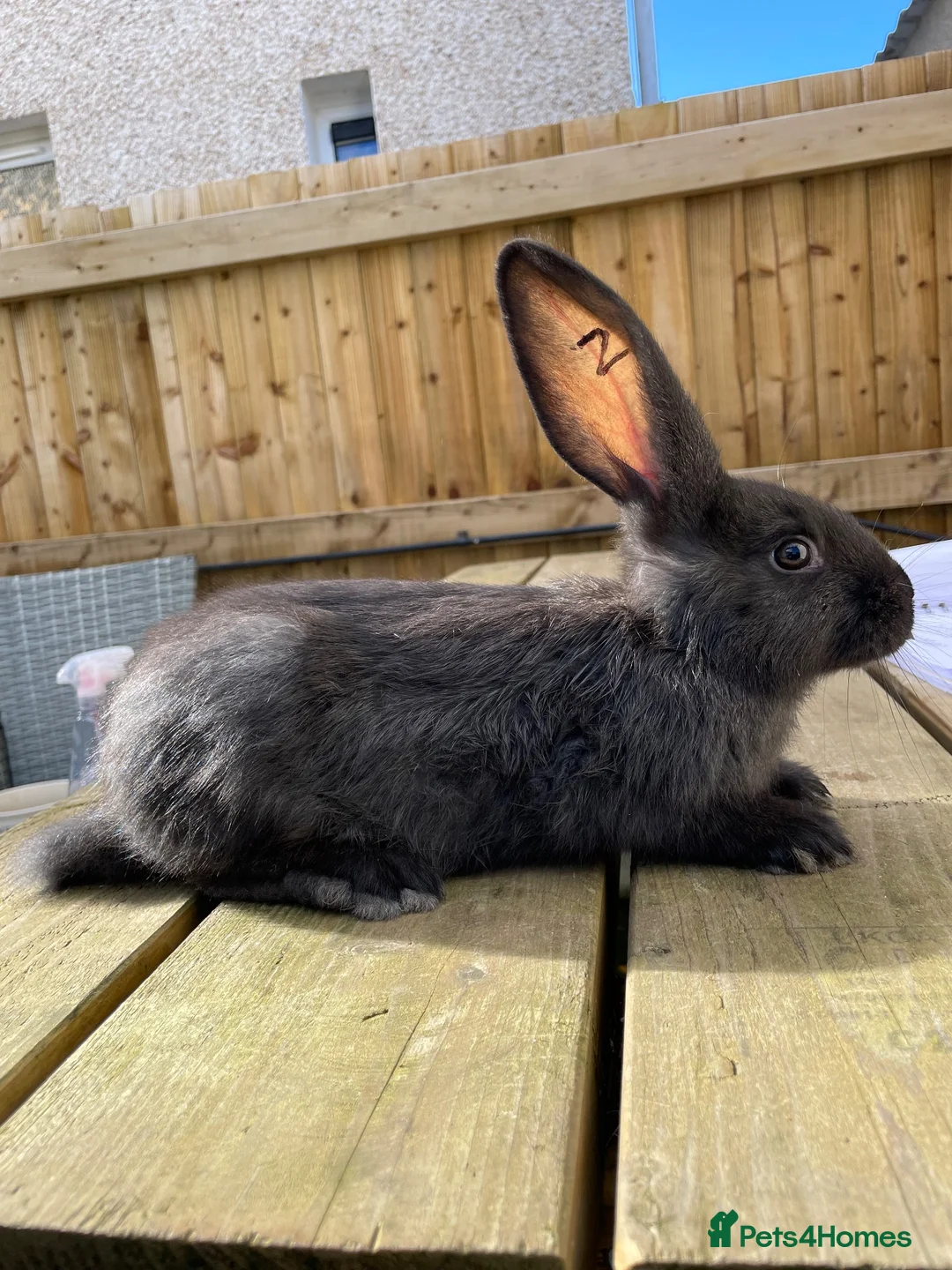 Continental Giant rabbits for sale: 💖  8 week old continental giants 💖 - Advert 1