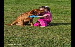 Labrador Retriever dogs for sale: KC REG Stunning Litter Fully Health Tested Parents - Image 6