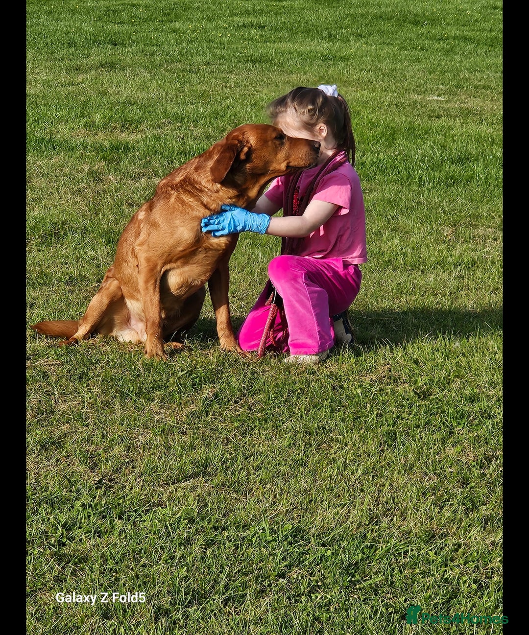 Labrador Retriever dogs for sale: KC REG Stunning Litter Fully Health Tested Parents - Image 6