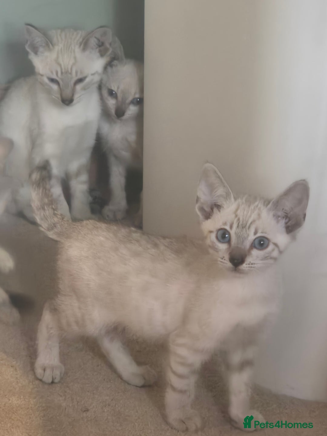 Bengal cats for sale: Bengal x siamese kittens - Image 4