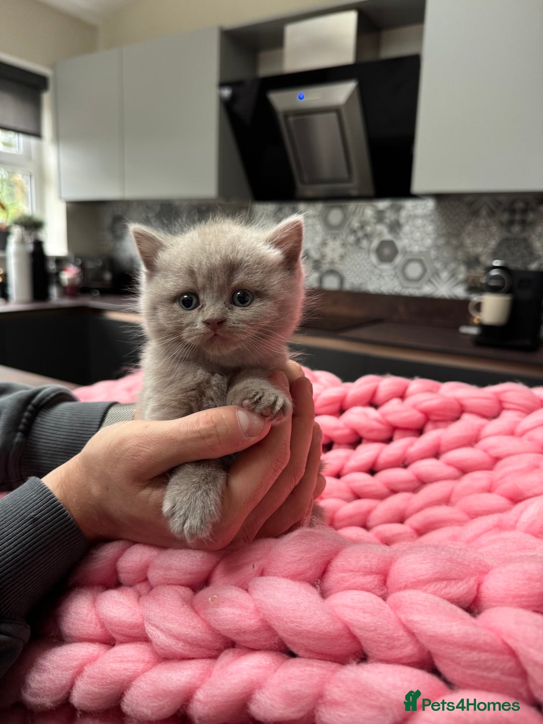 Scottish Fold cats for sale: Scottish Fold Kittens – Raised in our Family Home  - Advert 8