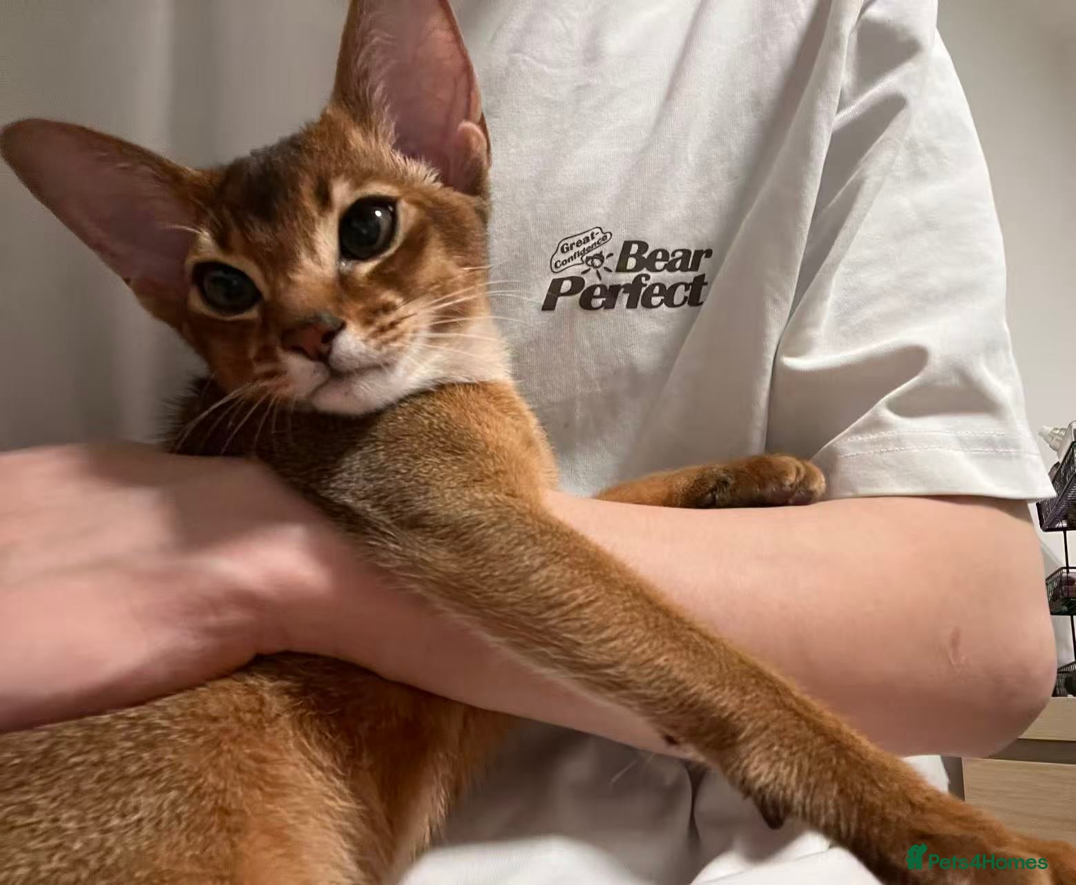 Abyssinian cats Sweet, Affectionate Abyssinian, Waiting for You - Advert 4