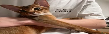 Abyssinian Kitten 1