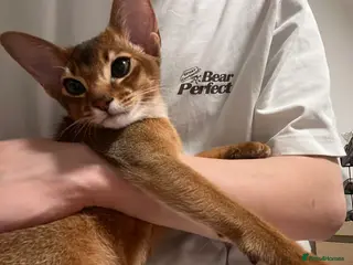 Abyssinian cats Sweet, Affectionate Abyssinian, Waiting for You - Advert 4