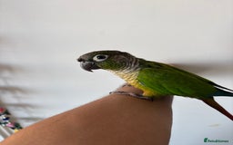 Conures birds for sale:  trained green chick conure - Image 3