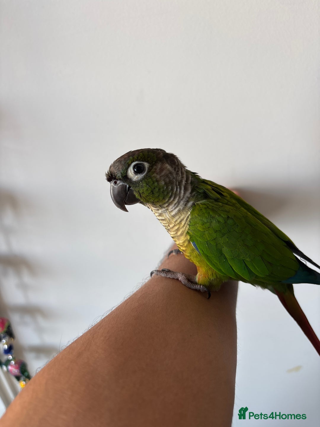Conures birds for sale:  trained green chick conure - Image 3