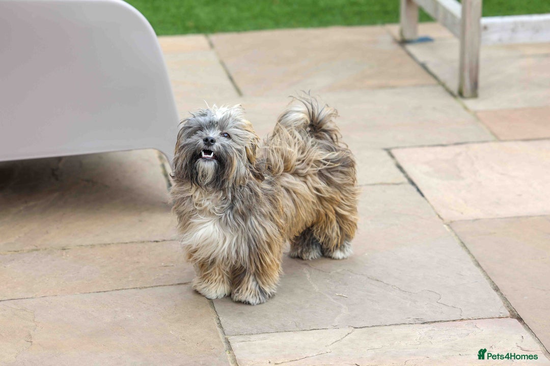 Mixed Breed dogs for adoption: Gilbert the hypoallergenic dog - Image 4