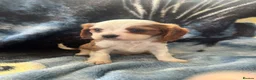 Cavalier King Charles Spaniel dogs for sale: Adorable King Charles pups - Advert 6