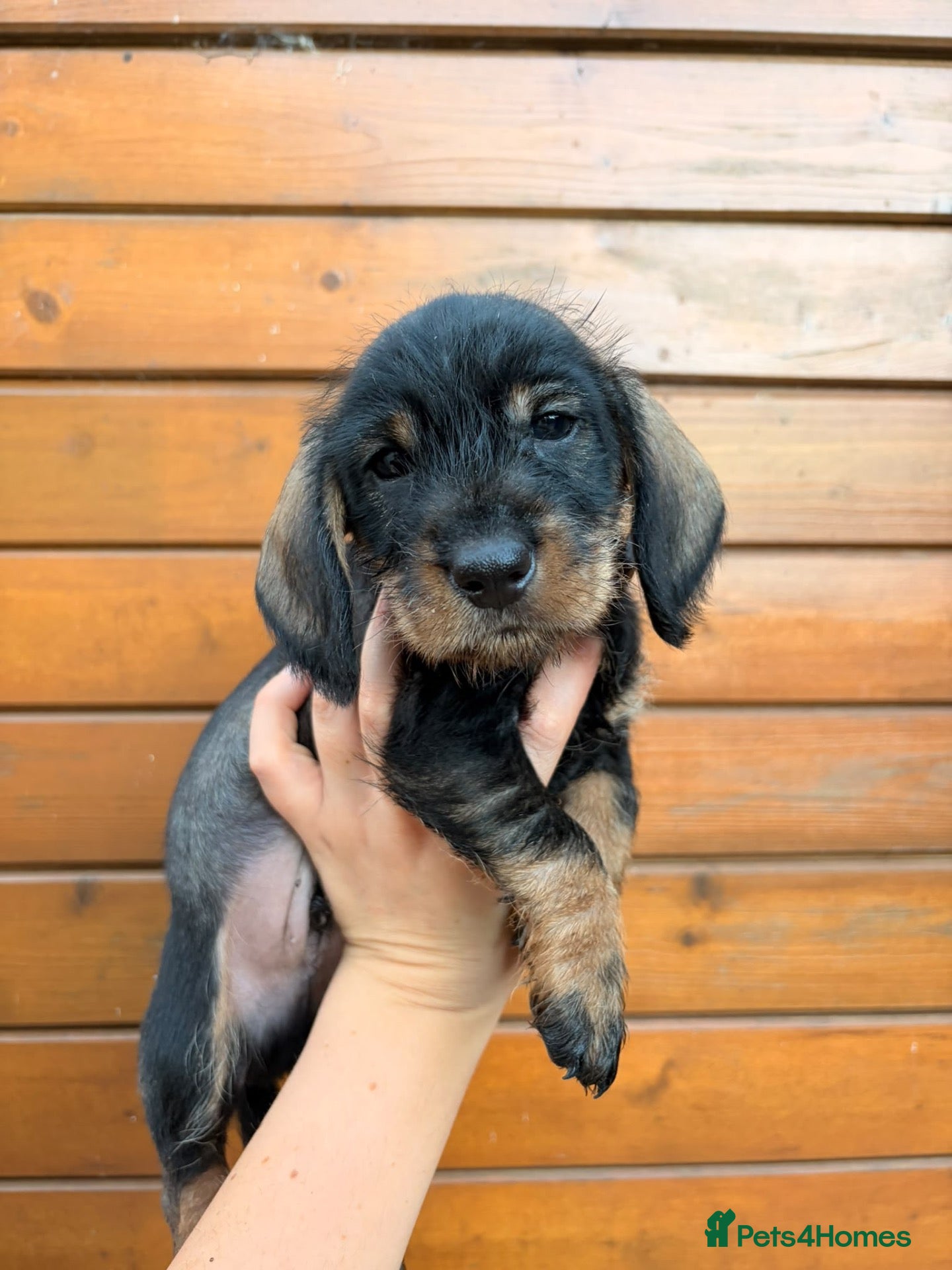 Dachshund dogs Standard quality Wire haired dachs - Advert 2