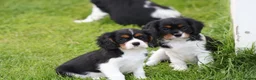 Cavalier King Charles Spaniel dogs for sale: Beautiful Cavalier King Charles Spaniel puppies - Advert 35