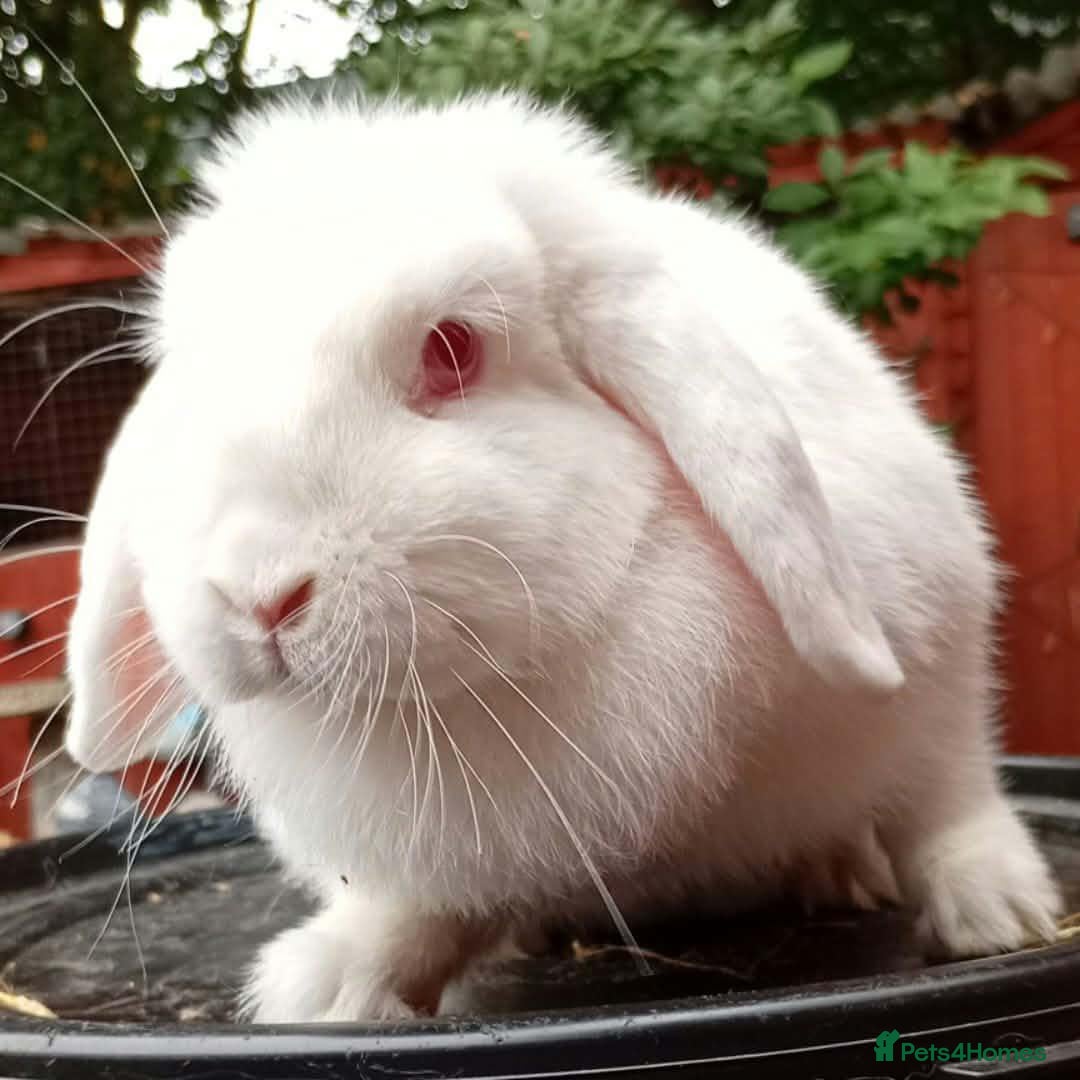 Mini Lop rabbits Mini lop adults - Advert 6