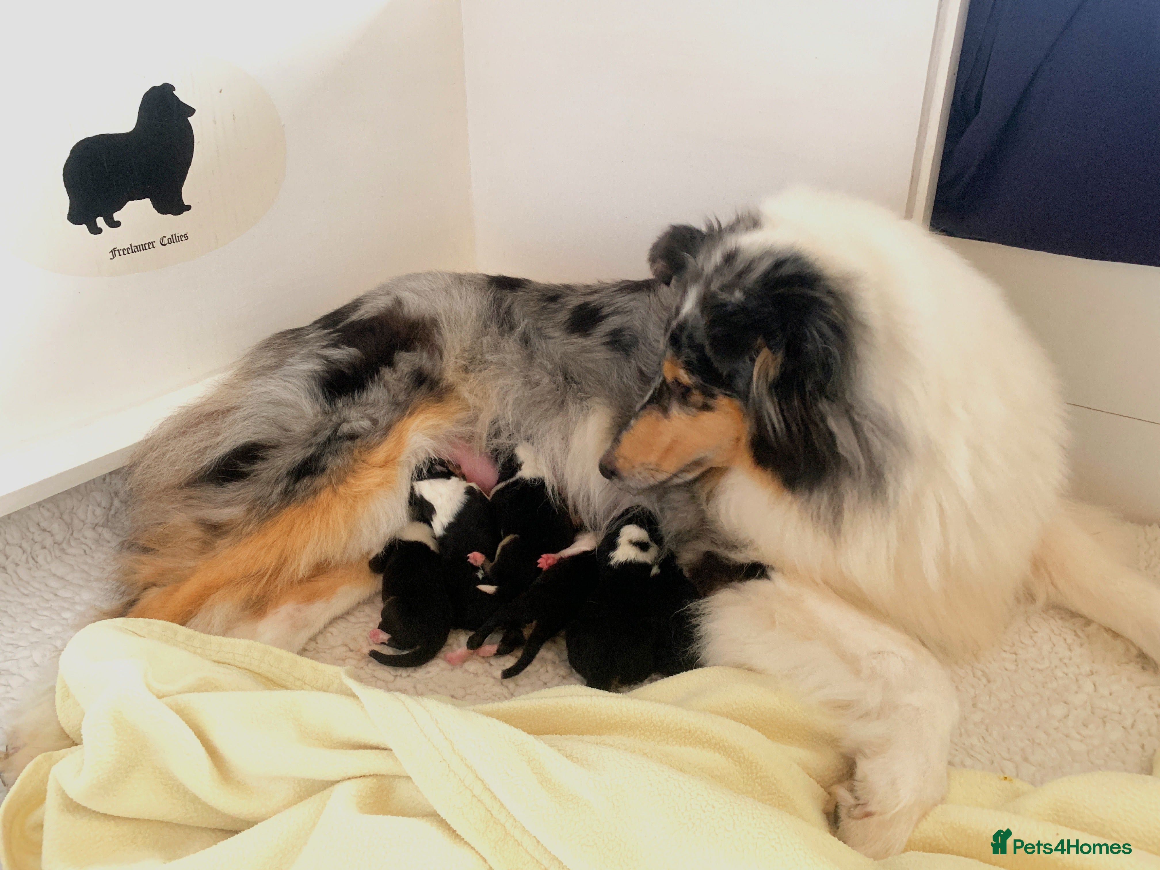 Rough Collie dogs Tricolour Collie (Rough) male puppies - Advert 1