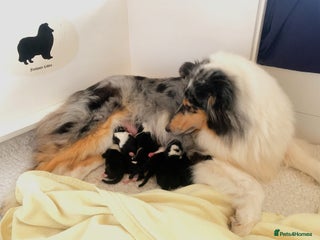 Rough Collie dogs - Advert 1