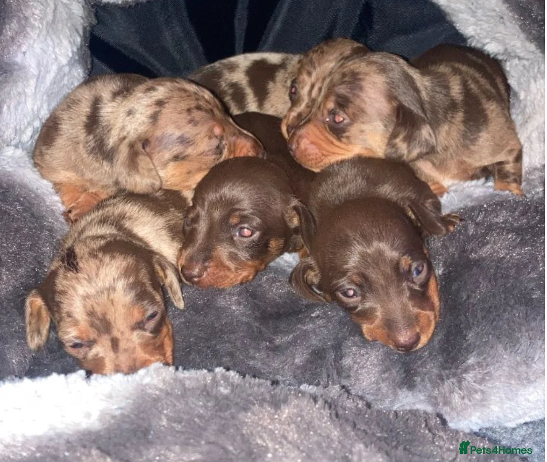 Miniature Dachshund dogs for stud: **👑*Prince Eric 👑*15 champions ** in Romford - Advert 5