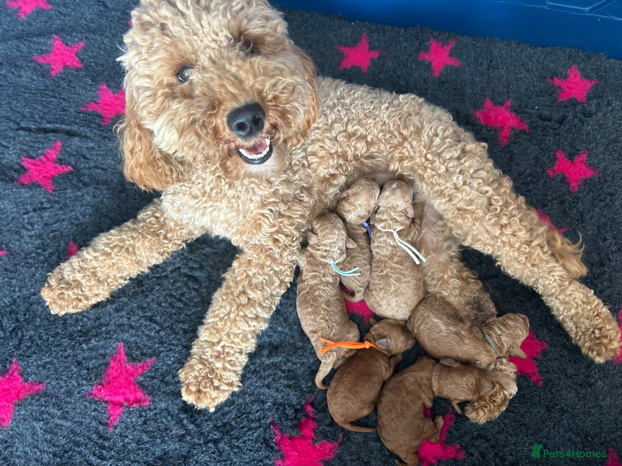 Cavapoo dogs 5 star licensed Cavapoo home breeder wait list  - Advert 1